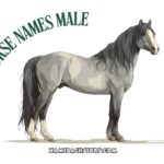 gray horse names male