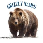 grizzly names