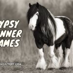 gypsy vanner names