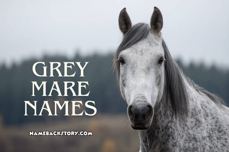 grey mare names